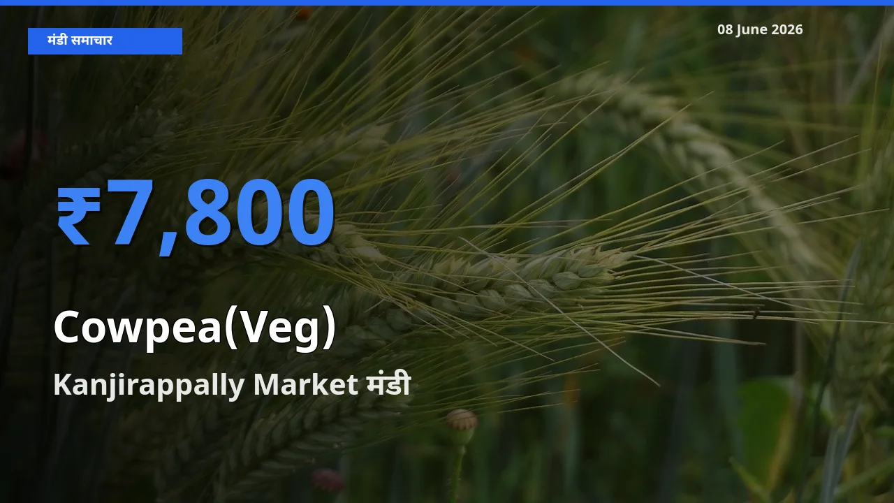 टॉप मंडी बना Kanjirappally Market! लोबिया फली के सबसे ऊँचे दाम यहीं दर्ज