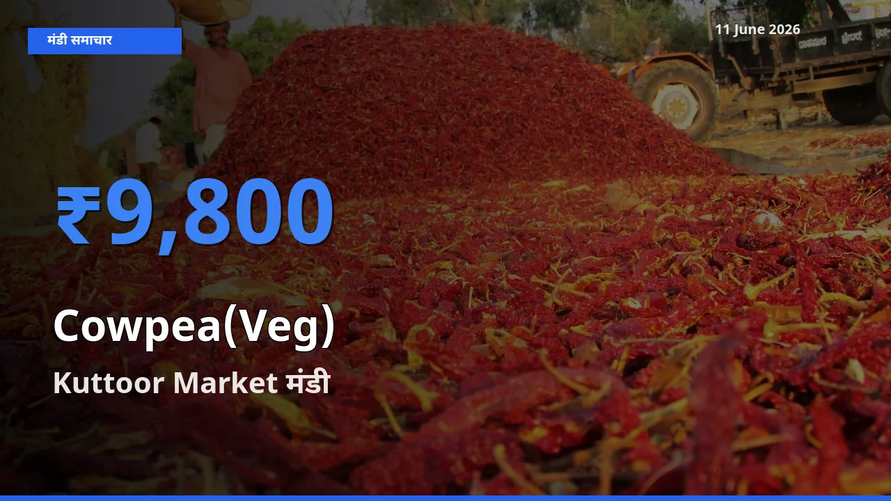 बाज़ार संकेत: Kuttoor Market बना लोबिया फली के लिए आज की टॉप मंडी