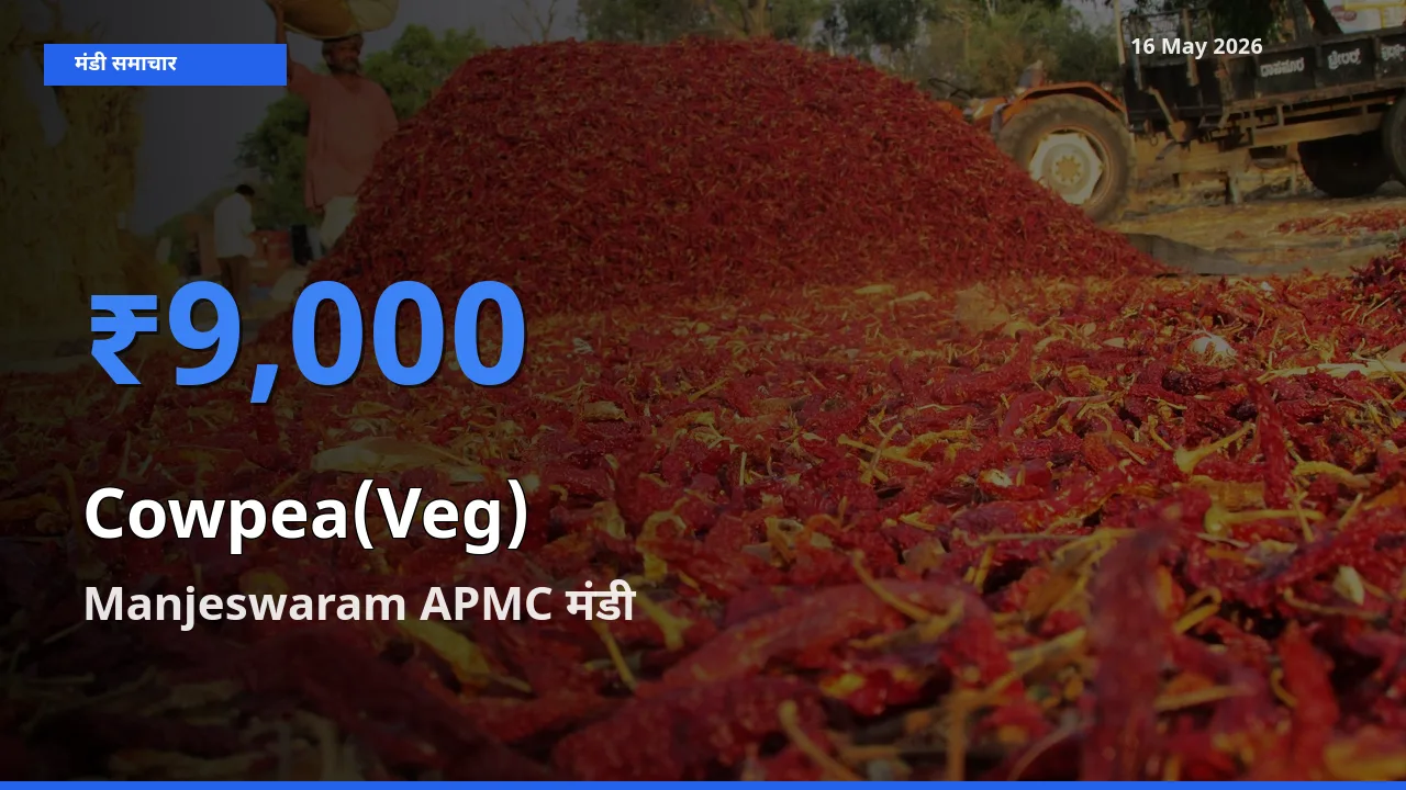 किसानों की पसंद बना Manjeswaram APMC, लोबिया फली के सबसे अच्छे दाम