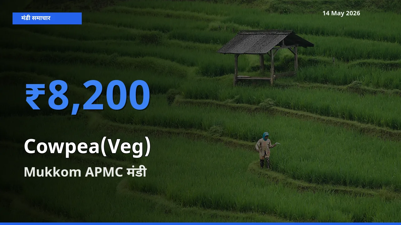 Mukkom APMC मंडी में आज लोबिया फली के सबसे ऊँचे दाम दर्ज