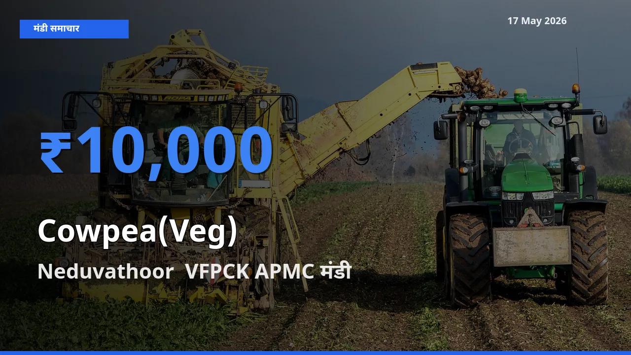 टॉप मंडी बना Neduvathoor VFPCK APMC! लोबिया फली के सबसे ऊँचे दाम यहीं दर्ज