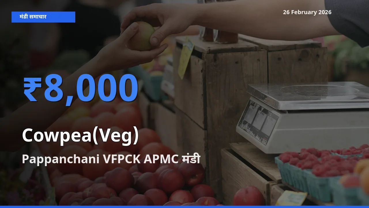 Pappanchani VFPCK APMC मंडी में Cowpea(Veg) ₹8,000 पर पहुँचा – आज का सर्वोच्च भाव