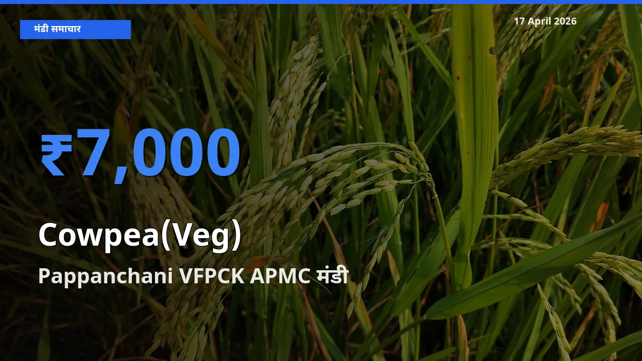 Pappanchani VFPCK APMC मंडी में लोबिया फली ₹7,000 पर पहुँचा – आज का सर्वोच्च भाव