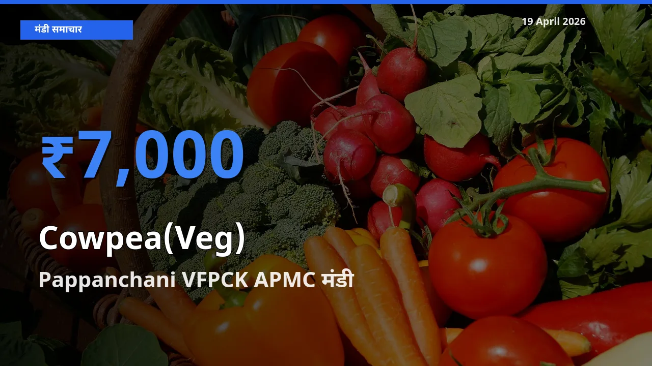 Pappanchani VFPCK APMC में लोबिया फली का आज सबसे ऊँचा भाव
