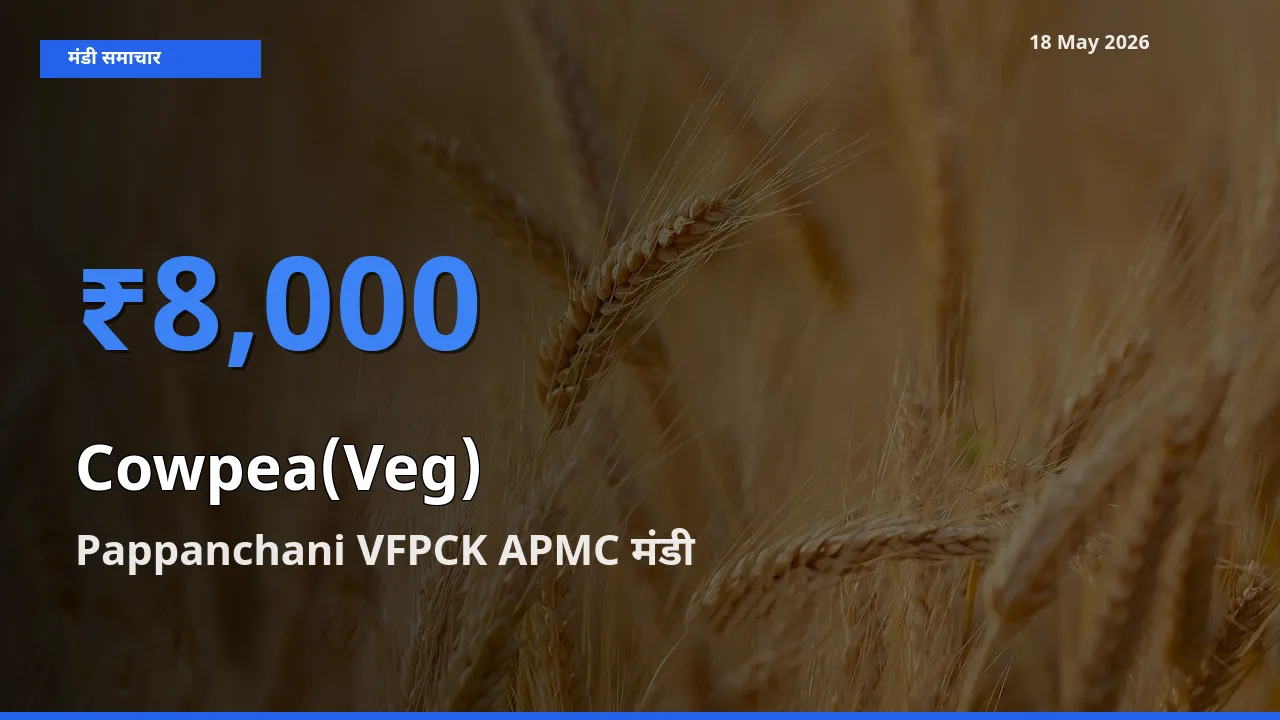 आज लोबिया फली के सबसे ऊँचे दाम ₹8,000 Pappanchani VFPCK APMC मंडी में