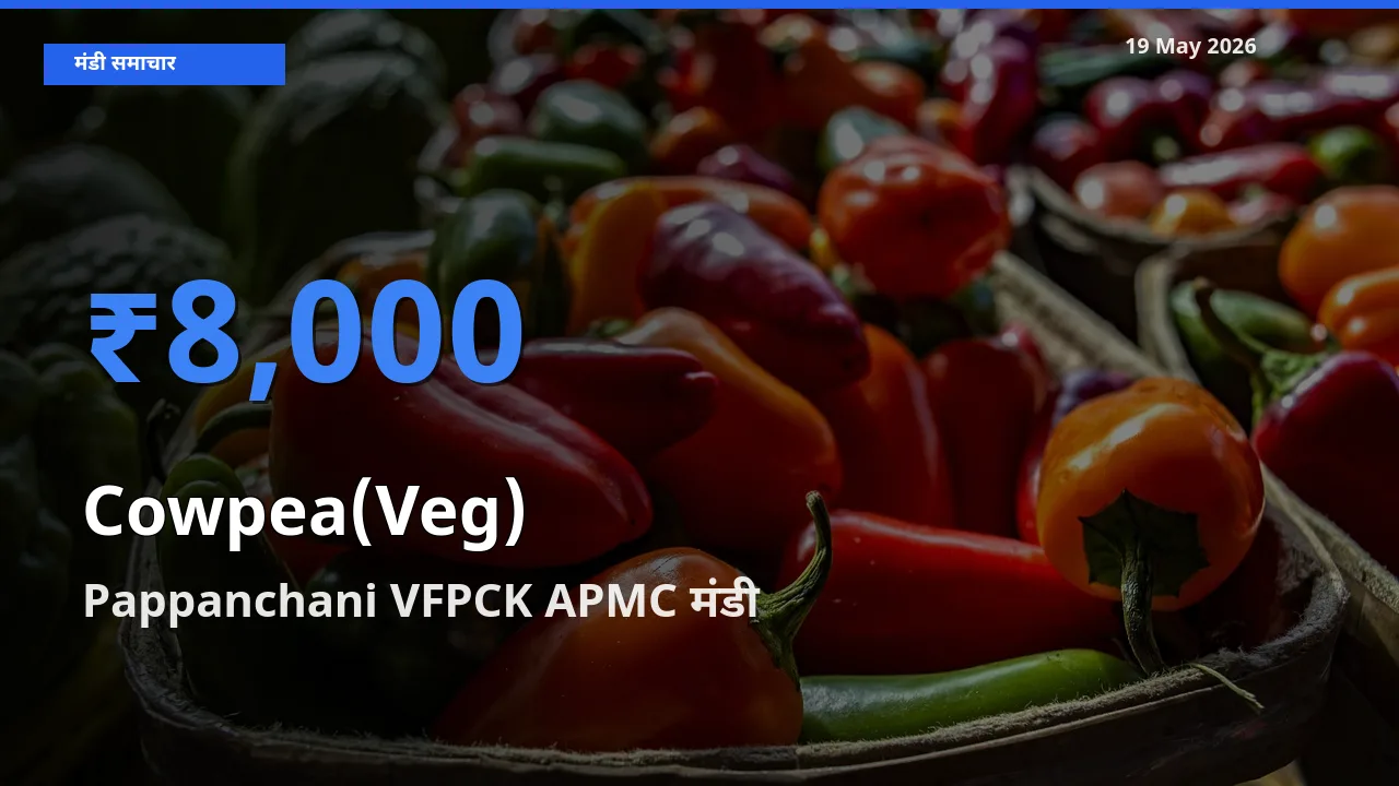 आज लोबिया फली के सबसे ऊँचे दाम ₹8,000 Pappanchani VFPCK APMC मंडी में