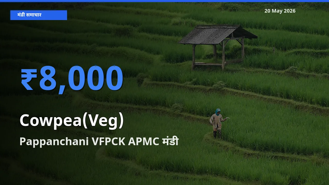 किसानों की पसंद बना Pappanchani VFPCK APMC, लोबिया फली के सबसे अच्छे दाम