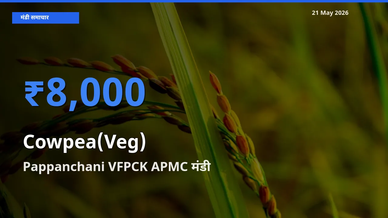 Pappanchani VFPCK APMC मंडी में लोबिया फली ₹8,000 पर पहुँचा – आज का सर्वोच्च भाव