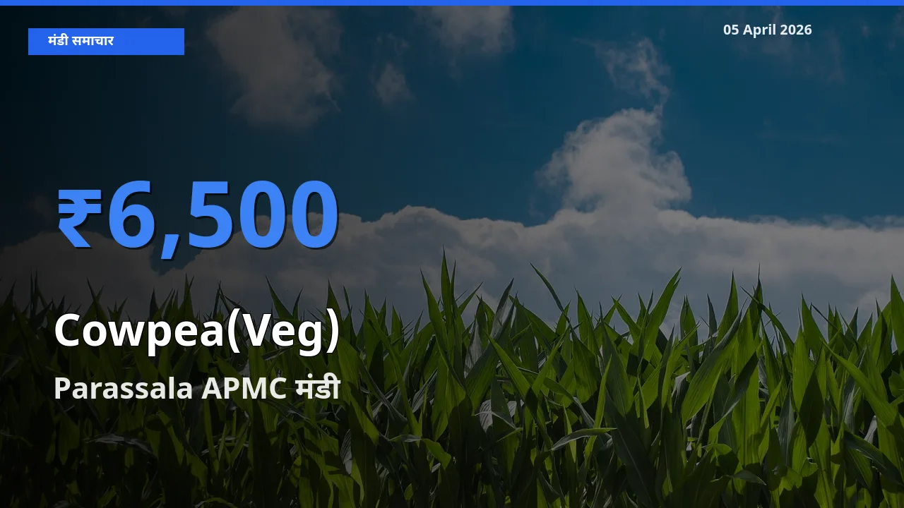 आज लोबिया फली के सबसे ऊँचे दाम ₹6,500 Parassala APMC मंडी में