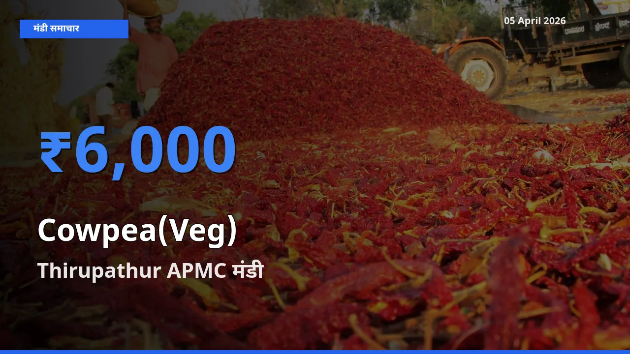 Thirupathur APMC मंडी में आज लोबिया फली के सबसे ऊँचे दाम दर्ज
