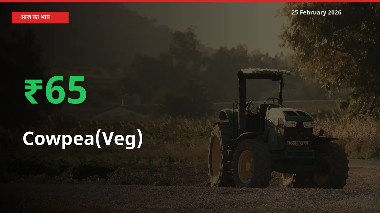 अचानक तेजी! मंडी में Cowpea(Veg) के दाम 64.83% चढ़े