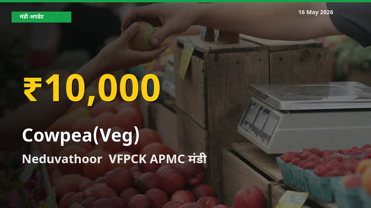 आज का मंडी भाव: Neduvathoor VFPCK APMC में लोबिया फली सबसे ऊँचे स्तर पर