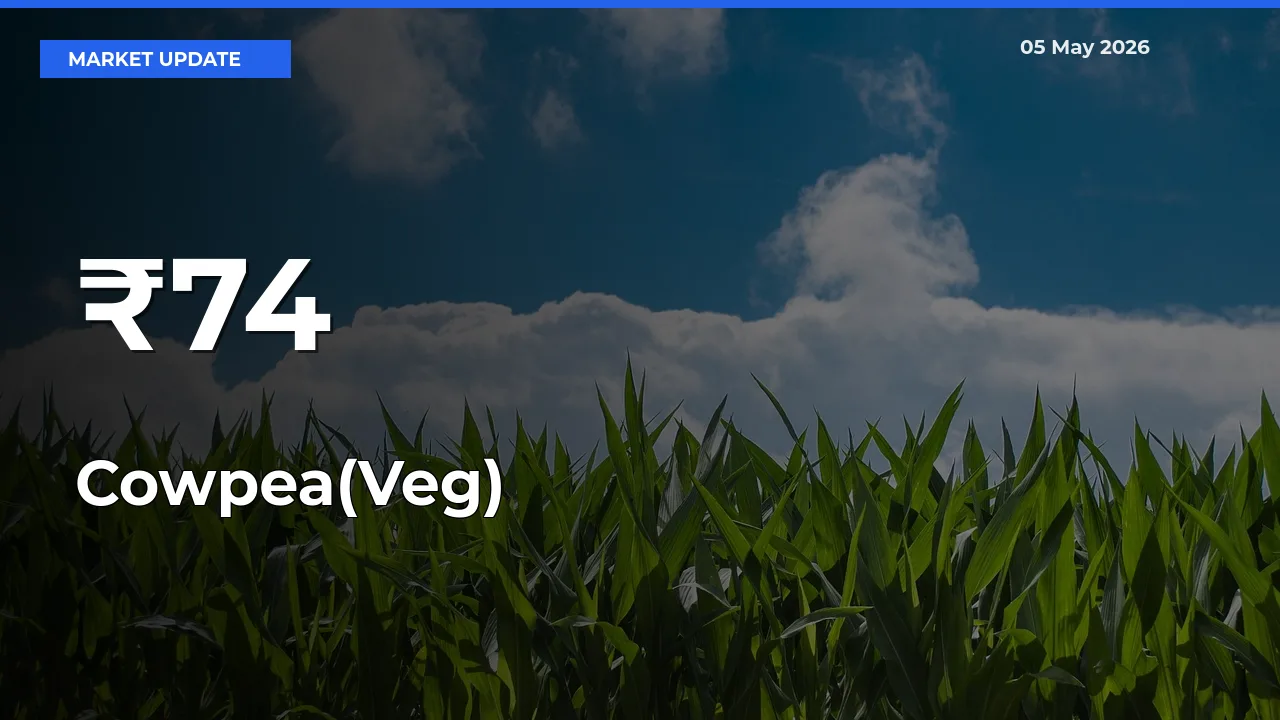 Cowpea(Veg) Mandi Prices Move in Sync Across Major Markets Today