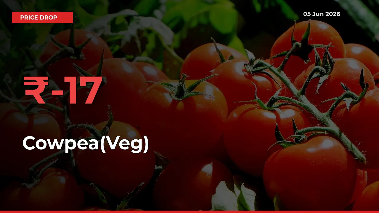16.58% Drop in Cowpea(Veg) Prices – Mandi Sees Sudden Fall