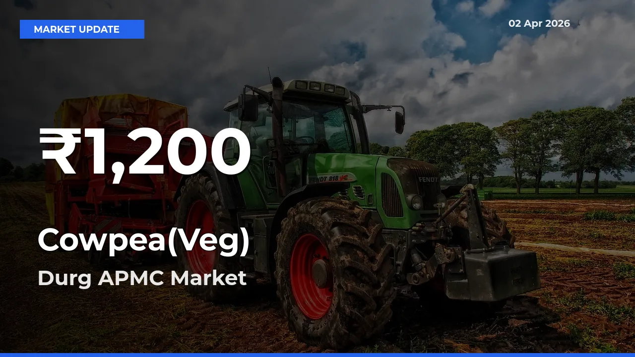 Cowpea(Veg) Prices Touch 30-Day Low in Durg APMC – April 02 Update