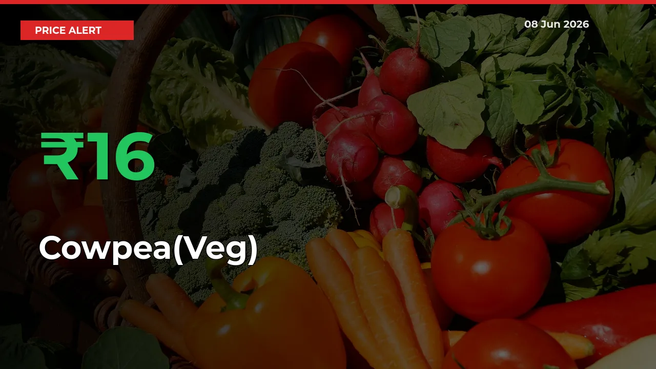 Cowpea(Veg) Prices Rise 15.6% in a Day at Major Mandis