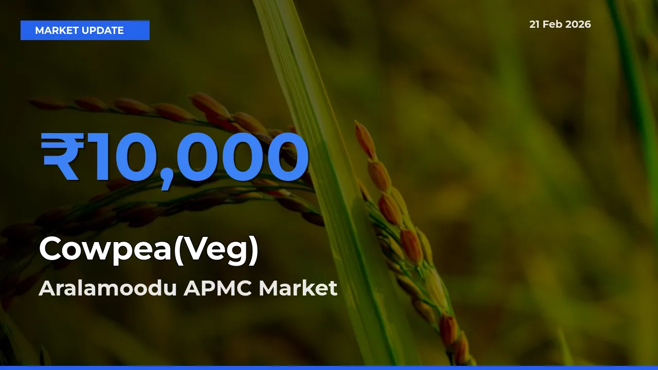 Aralamoodu APMC Leads as Top Mandi for Cowpea(Veg) Prices