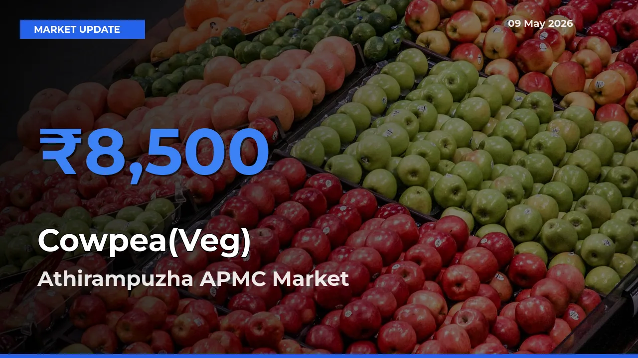 Top Performer! Athirampuzha APMC Offers Best Cowpea(Veg) Price Today