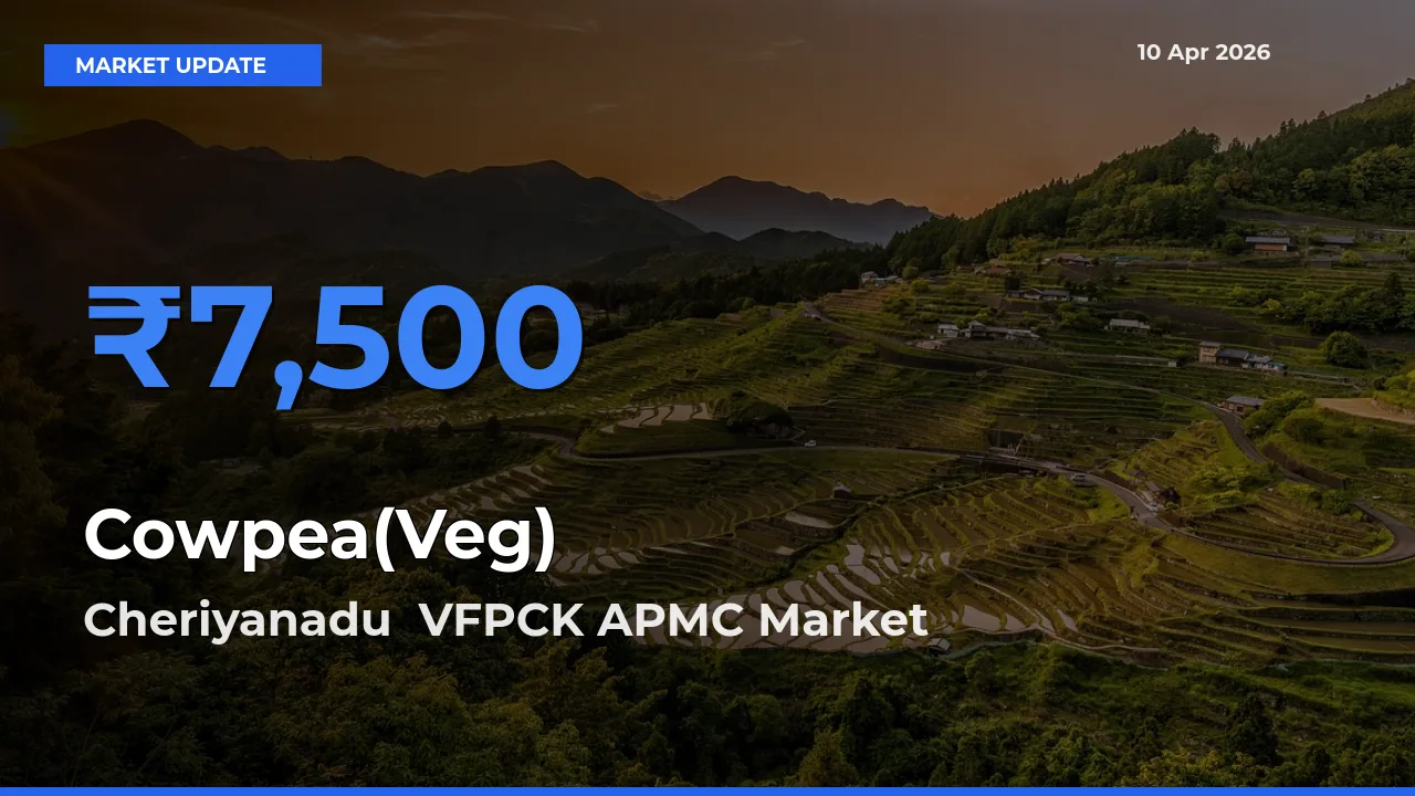 Cheriyanadu VFPCK APMC Tops Cowpea(Veg) Rates – April 10 Market Update
