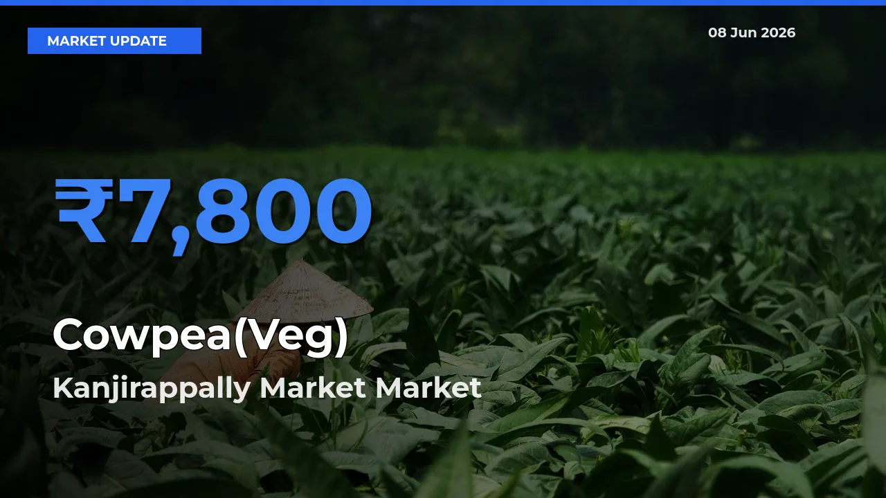Cowpea(Veg) Mandi Rate Today: Kanjirappally Market Tops the List