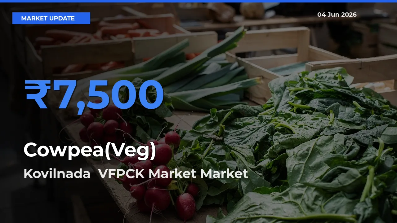 Kovilnada  VFPCK Market Offers ₹7,500 – Highest Cowpea(Veg) Rate Today