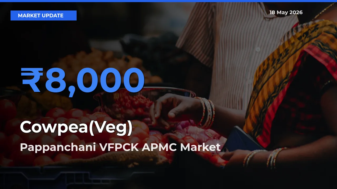 Market Watch: Pappanchani VFPCK APMC Becomes Top Mandi for Cowpea(Veg)