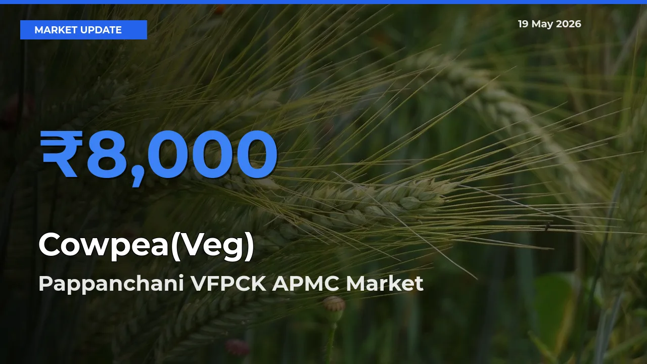 Pappanchani VFPCK APMC Tops Cowpea(Veg) Rates – May 19 Market Update