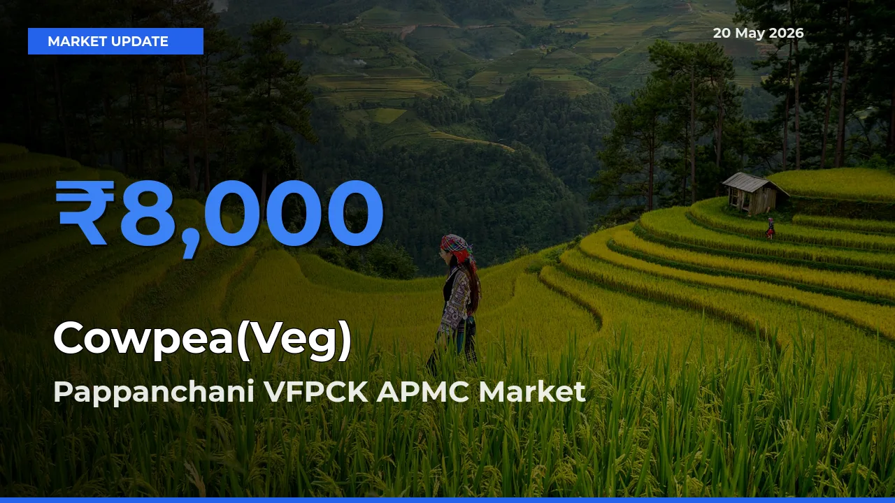 Pappanchani VFPCK APMC Tops Cowpea(Veg) Mandi Rates Today