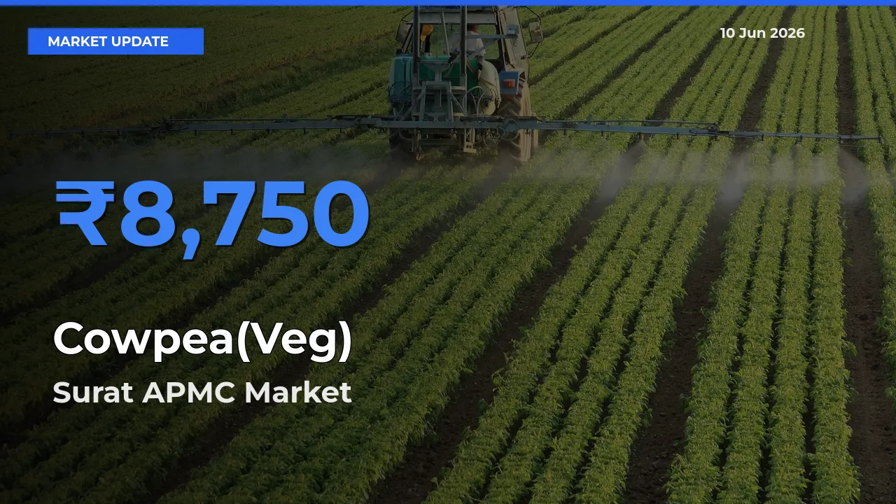 Market Watch: Surat APMC Becomes Top Mandi for Cowpea(Veg)