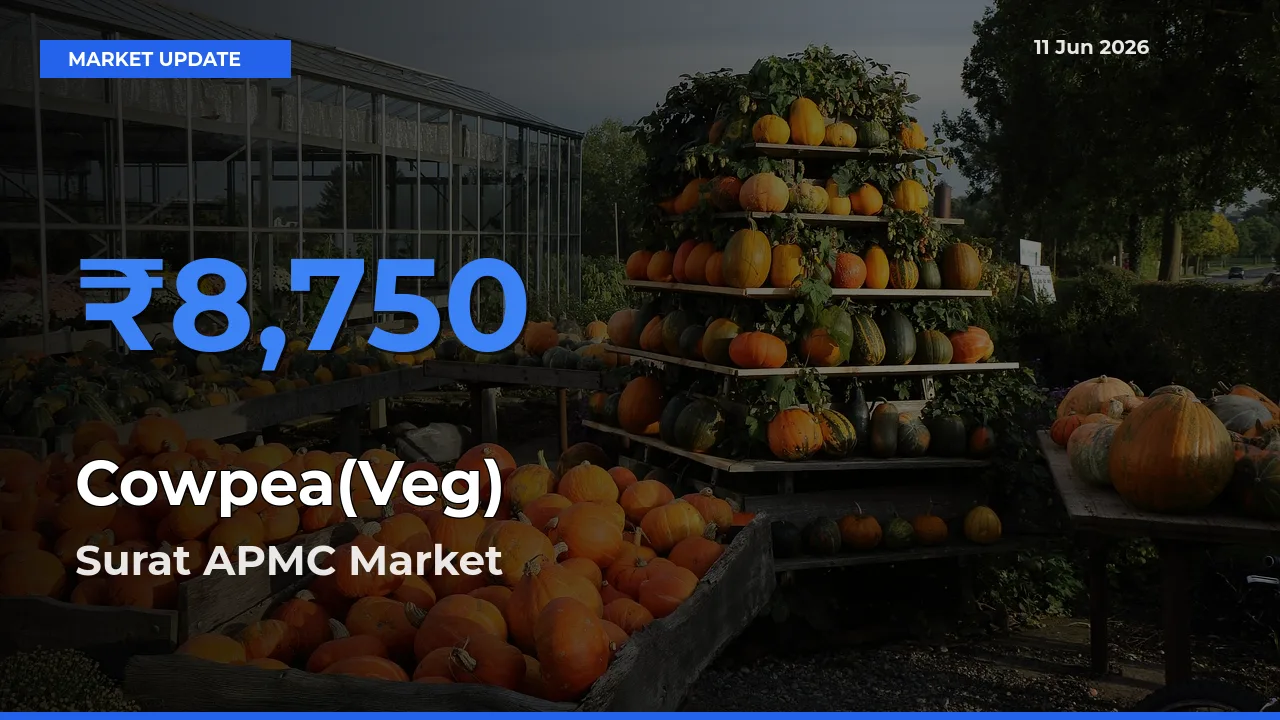 Cowpea(Veg) Mandi Rate Today: Surat APMC Tops the List