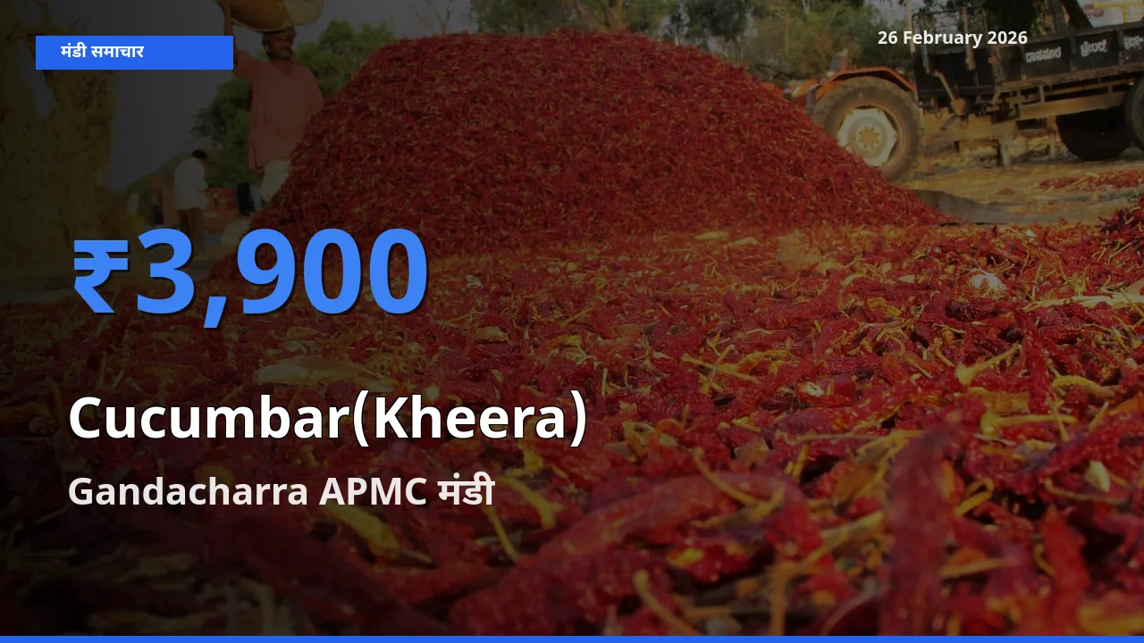 आज Cucumbar(Kheera) के सबसे ऊँचे दाम ₹3,900 Gandacharra APMC मंडी में
