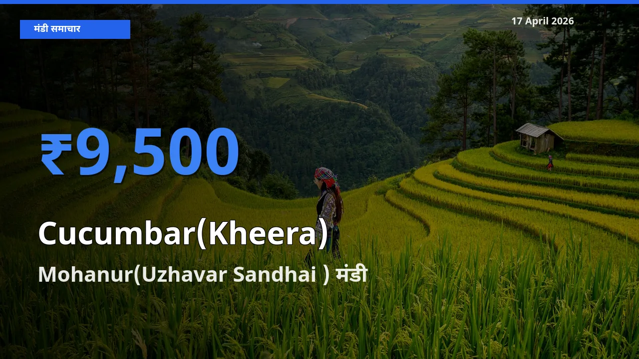 Mohanur(Uzhavar Sandhai ) में खीरा का आज सबसे ऊँचा भाव