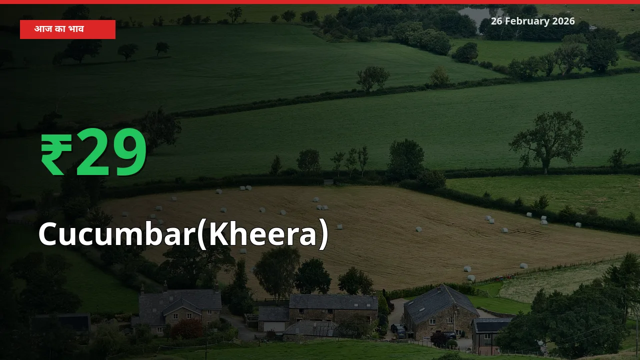 अचानक तेजी! मंडी में Cucumbar(Kheera) के दाम 28.92% चढ़े