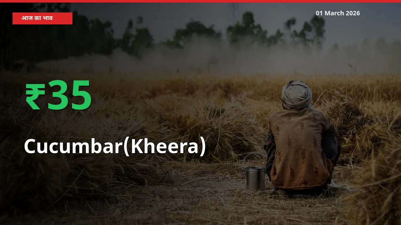 स्थानीय मंडी में Cucumbar(Kheera) के दाम अचानक 34.82% उछले, किसान सतर्क