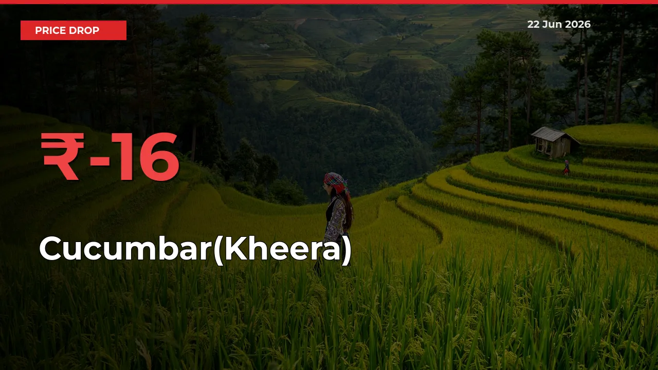 15.84% Drop in Cucumbar(Kheera) Prices – Mandi Sees Sudden Fall