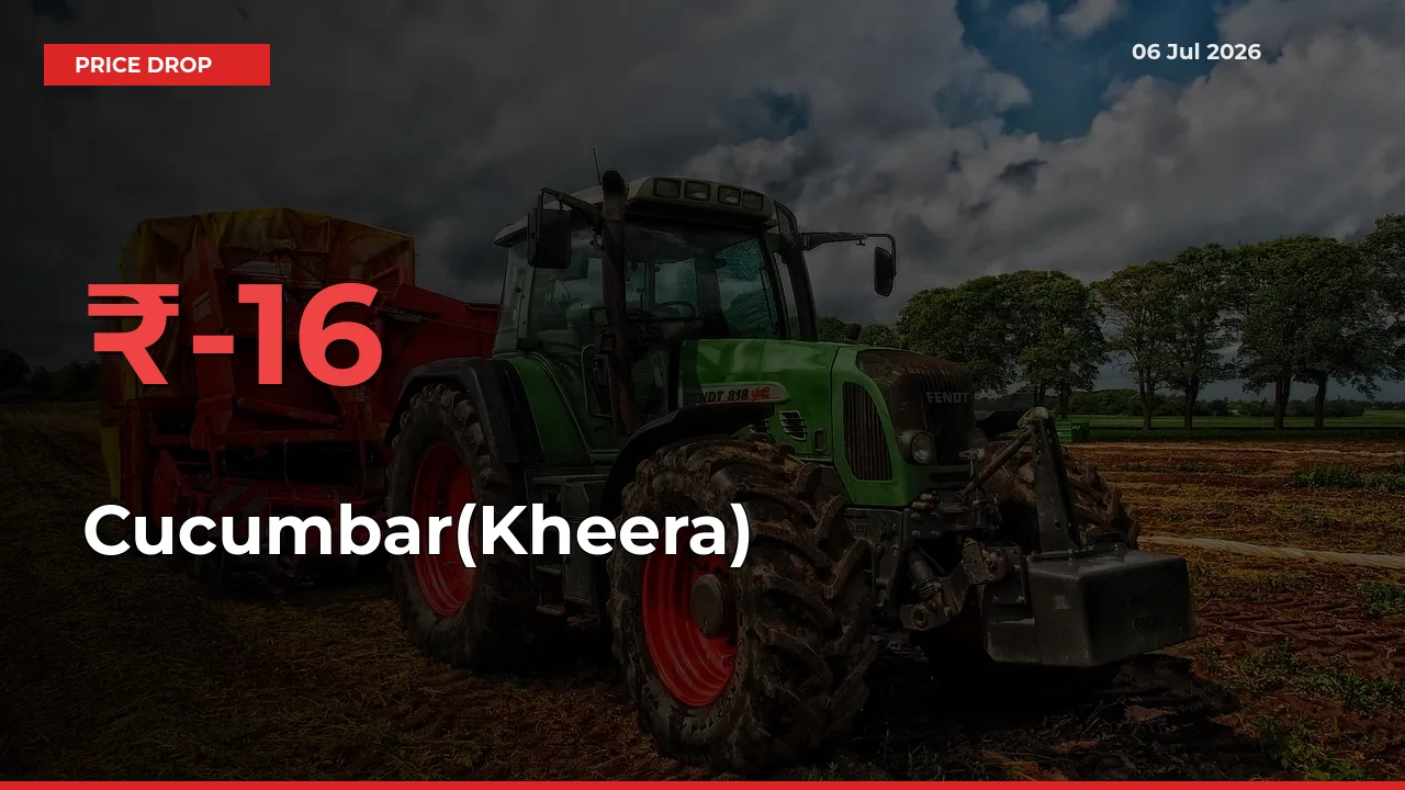 Farmers Alert as Cucumbar(Kheera) Prices Slide 15.88% in Local Mandis
