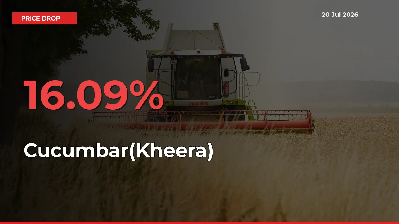 Sudden Shock! Cucumbar(Kheera) Drops 16.09% in 24 Hours at Top Mandis