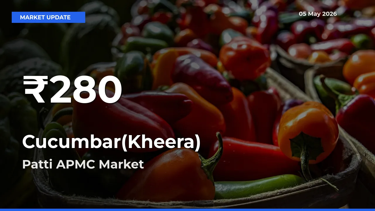 Cucumbar(Kheera) Falls to ₹280 in Patti APMC – 30-Day Lowest Rate