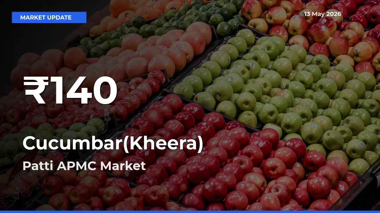 Sharp Fall! Cucumbar(Kheera) Prices Drop to 30-Day Low in Patti APMC