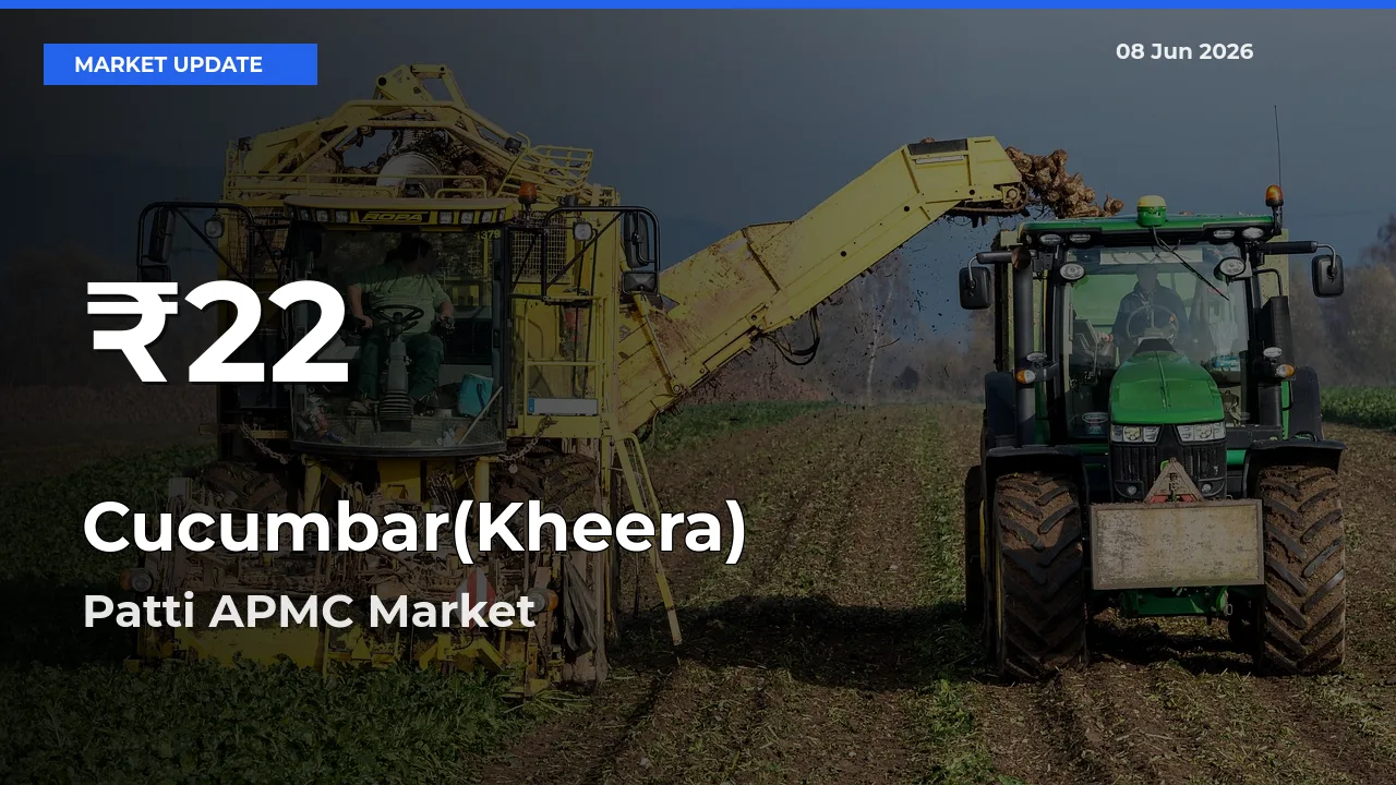 Cucumbar(Kheera) Prices Touch 30-Day Low in Patti APMC – June 08 Update