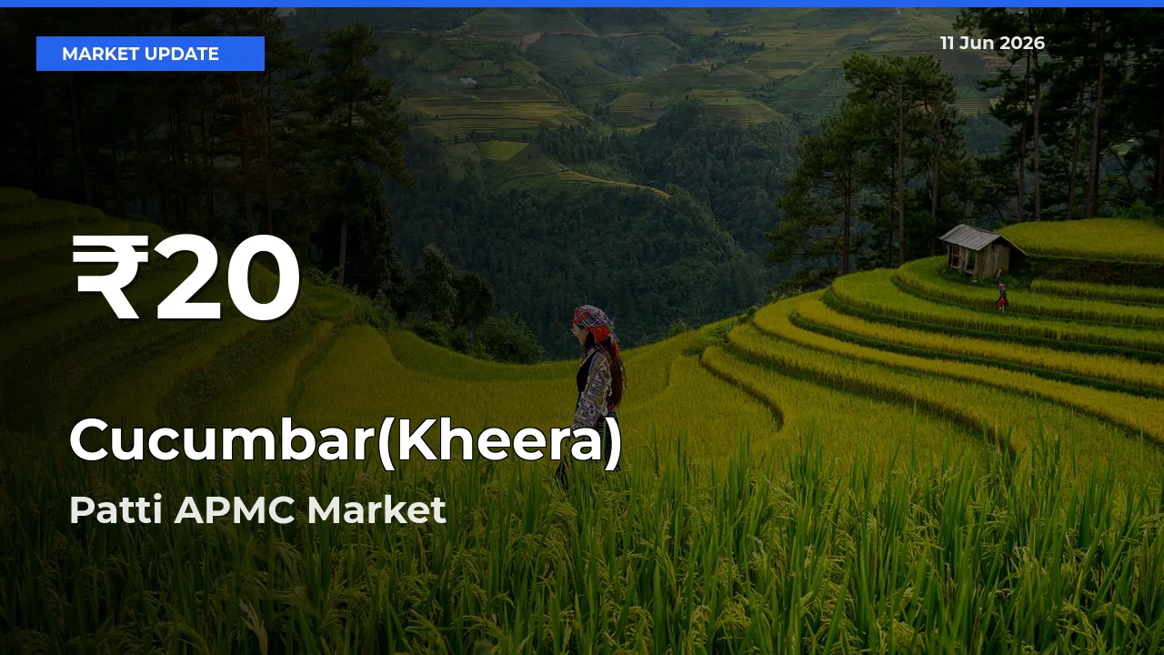 Cucumbar(Kheera) Mandi Rate Today: 30-Day Low Recorded in Patti APMC