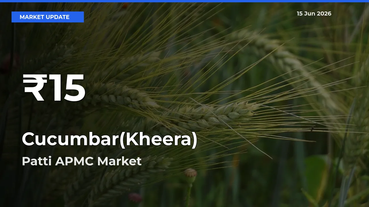 Farmers Concerned as Cucumbar(Kheera) Hits 30-Day Low in Patti APMC