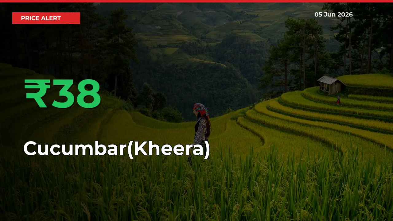 Cucumbar(Kheera) Mandi Rate Today: Prices Jump 38.04% at Market