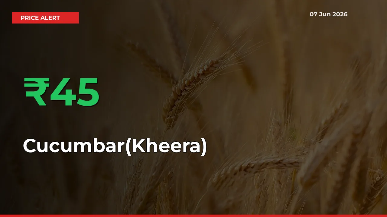 Cucumbar(Kheera) Prices Rise 45.09% in a Day at Major Mandis