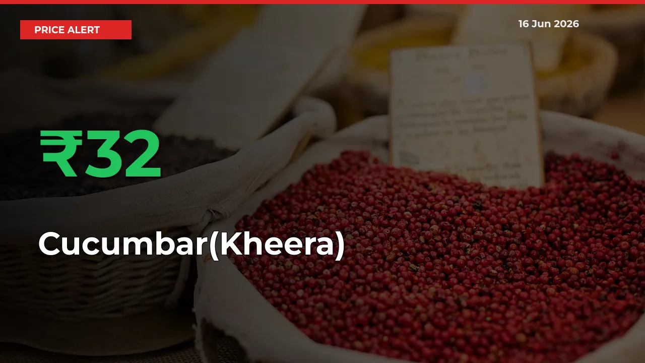 Sharp Jump! Cucumbar(Kheera) Prices Climb 32.05% in 24 Hours at Key Mandis