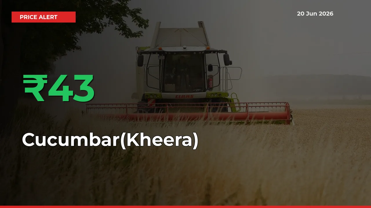 Farmers Cheer as Cucumbar(Kheera) Prices Surge 43.44% in Local Mandis