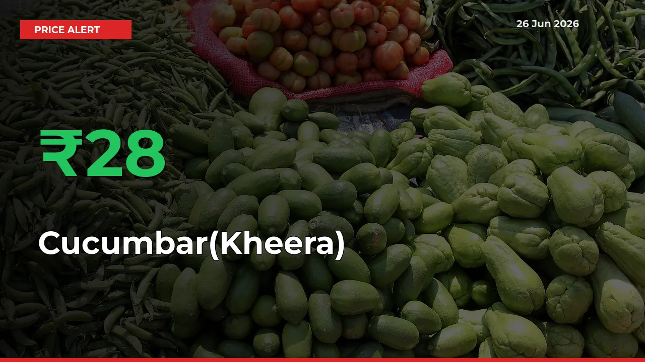 Why Cucumbar(Kheera) Prices Rose 27.92% in a Day at Mandis