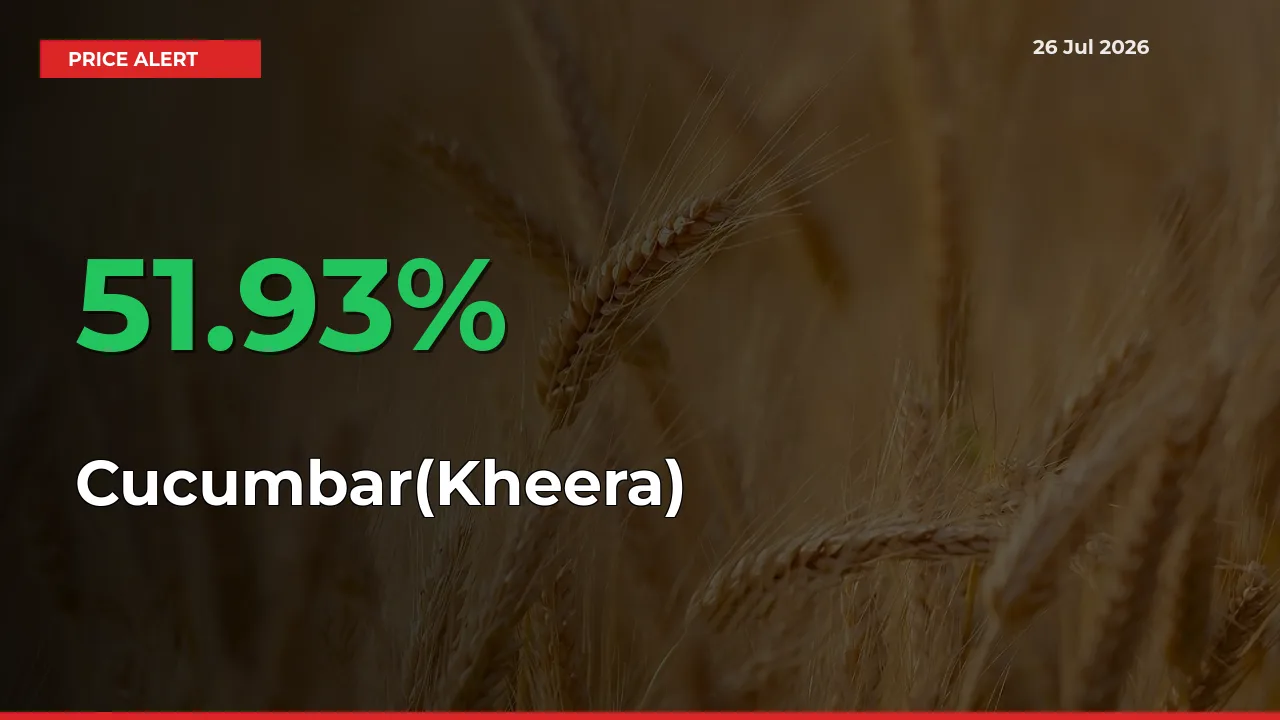 Big Rally! Cucumbar(Kheera) Climbs 51.93% in 24 Hours at Top Mandis