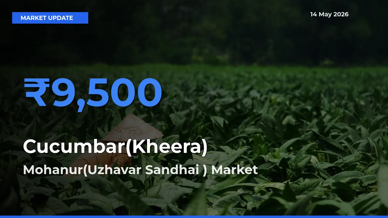 Cucumbar(Kheera) Mandi Rate Today: Mohanur(Uzhavar Sandhai ) Tops the List