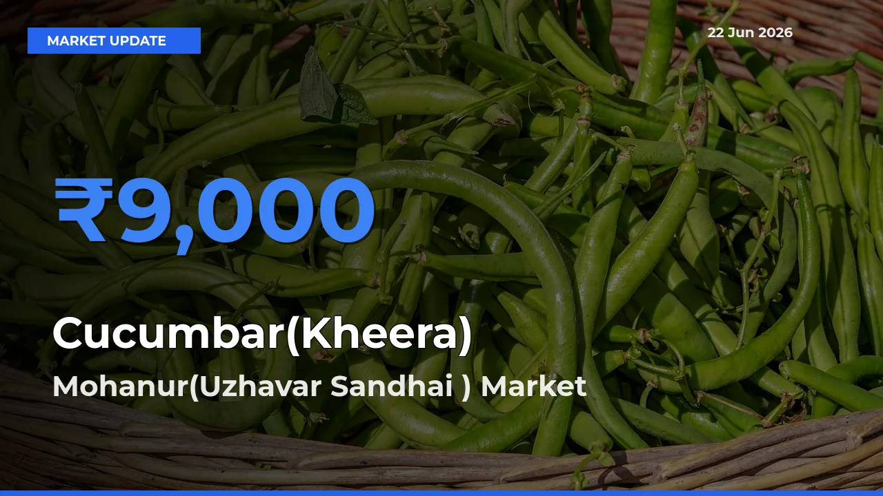 Mohanur(Uzhavar Sandhai ) Emerges as Top Mandi for Cucumbar(Kheera) Prices Today